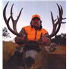 Image 2 : 7-day Colorado Mule Deer, Elk and Black Bear Combo Hunt for Two Hunters
