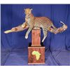Image 3 : Custom Taxidermy for a Leopard Mount