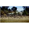 Image 1 : 3-day Argentina High-Volume Dove Hunt for Eight Hunters