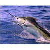 Image 1 : 3-day/4-night Guatemala Sailfish, Marlin, Yellow-fin Tuna and Mahi-mahi for Two Anglers
