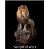 Image 1 : Taxidermy for a Lifesize African Lion Mount with Habitat