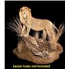 Image 2 : Taxidermy for a Lifesize African Lion Mount with Habitat