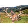 Image 3 : 5-day New Zealand Silver-Medal Red Stag Hunt for One Hunter and One Observer