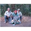 Image 1 : 7-day Campeche Jungle Hunt for Three Species for Two Hunters