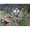 Image 1 : 5-day New Zealand Red Stag up to 425 SCI Hunt for One Hunter and One Observer