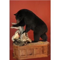 Black Bear Taxidermy Mount