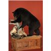 Image 1 : Black Bear Taxidermy Mount