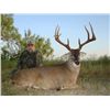 Image 1 : 4-day Trophy 8-Point Texas White-Tailed Deer Hunt for Two Hunters