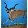 Image 1 : Custom Taxidermy Work