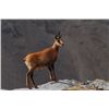 Image 1 : 5-day Spain Cantabrian Chamois for One Hunter and One Observer