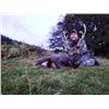 Image 2 : 5-day Ireland Free-Ranging Sika Deer Hunt for One Hunter and One Observer