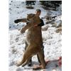 Image 2 : 7-day Idaho Mountain Lion, Bobcat and Wolf Hunt for One Hunter and One Observer