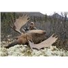 Image 2 : 10-day Trophy Yukon Moose Hunt for One Hunter