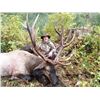 Image 1 : 10-day Vancouver Island Archery Roosevelt Elk Hunt for One Hunter
