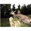 Image 2 : 5-day Austria Mouflon and Chamois Hunt for Two Hunters and Two Observers