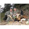 Image 3 : 5-day Austria Mouflon and Chamois Hunt for Two Hunters and Two Observers