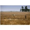 Image 1 : 5-night/4-day Uruguay Duck, Perdiz and Dove Shoot for Six Hunters