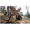 Image 1 : 8-day Montana Rocky Mountain Elk, Mule Deer and Wolf Hunt for One Hunter