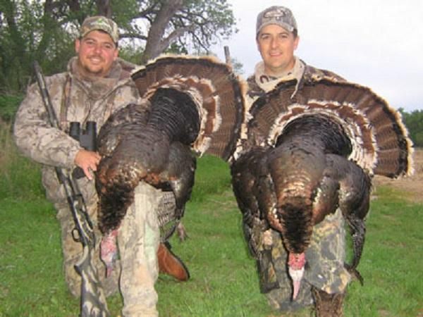 3 Day Nebraska Merriam Or Rio Grande Turkey Hunt For Two Hunters