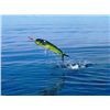 Image 1 : 4-day Baja Mexico Dorado, Sailfish and Marlin fishing trip for Two Anglers