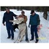 Image 1 : 5-day British Columbia Wolf Hunt for One Hunter