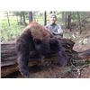 Image 1 : 5-day New Mexico Black Bear Hunt for One Hunter