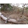 Image 1 : 14-day Tanzania Leopard and Plains Game Hunt for One Hunter and One Observer