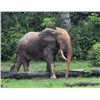 Image 1 : 12-day Cameroon Elephant Hunt for One Hunter and One Observer