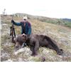 Image 1 : 10-day Alaska Grizzly Bear Hunt for One Hunter