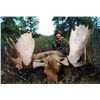 Image 1 : 10-day Yukon Trophy Moose Hunt for One Hunter