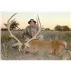 Image 1 : 5-day Argentina Free-Ranging Red Deer, Blackbuck and Sheep Hunt for Four Hunters