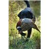 Image 2 : 3-night/2-day Idaho Rough Shooting on Pheasant and Partridge Hunt for Two Shooters