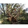 Image 1 : Arizona Fort Apache Reservation 92-day Chairman's Rocky Mountain Elk Tag