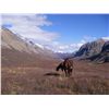 Image 3 : 10-Day Moose Hunt for One Hunter in British Columbia