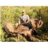 Image 5 : 10-Day Moose Hunt for One Hunter in British Columbia