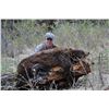 Image 3 : 5-Day Spring Bear Hunt for One Hunter in Idaho