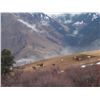 Image 5 : 5-Day Spring Bear Hunt for One Hunter in Idaho