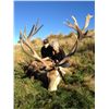 Image 3 : 5-Day Red Stag Hunt for One Adult Hunter, One Youth Hunter and One Non-Hunter in New Zealand - Inclu