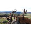 Image 4 : 5-Day Red Stag Hunt for One Adult Hunter, One Youth Hunter and One Non-Hunter in New Zealand - Inclu