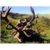 Image 5 : 5-Day Red Stag Hunt for One Adult Hunter, One Youth Hunter and One Non-Hunter in New Zealand - Inclu