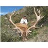 Image 1 : 5-Day Red Stag Hunt for One Hunter in New Zealand - Includes Trophy Fee