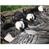 Image 1 : 5-Day Goose Hunt for One Hunter in the Netherlands