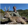 Image 1 : 3-Day Roe Deer Hunt and 1-Day Wine Tasting & Sightseeing for One Hunter and One Non-Hunter in Spain