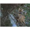 Image 2 : 3-Day Roe Deer Hunt and 1-Day Wine Tasting & Sightseeing for One Hunter and One Non-Hunter in Spain