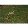 Image 3 : 3-Day Roe Deer Hunt and 1-Day Wine Tasting & Sightseeing for One Hunter and One Non-Hunter in Spain