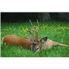 Image 1 : 5-Day Roebuck Hunt for One Hunter in South Sweden - Includes Trophy Fee