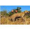 Image 1 : 14-Day Leopard Hunt for One Hunter in Mozambique - Includes Trophy Fee