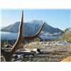 Image 2 : 7-Day Elk Hunt for One Hunter in British Columbia