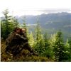 Image 3 : 7-Day Elk Hunt for One Hunter in British Columbia