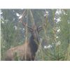 Image 4 : 7-Day Elk Hunt for One Hunter in British Columbia